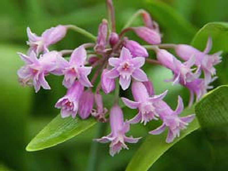 Comestibles fleur d
