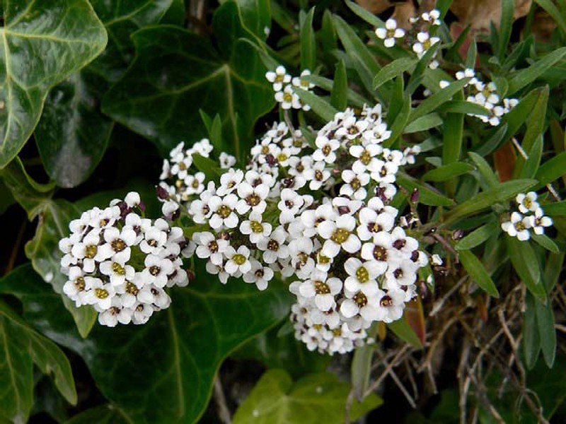 Fleur comestible blanche Alyssum — lajardineriecreative