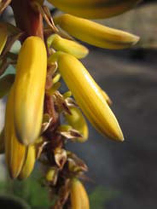 Flor comestible de Aloe vera