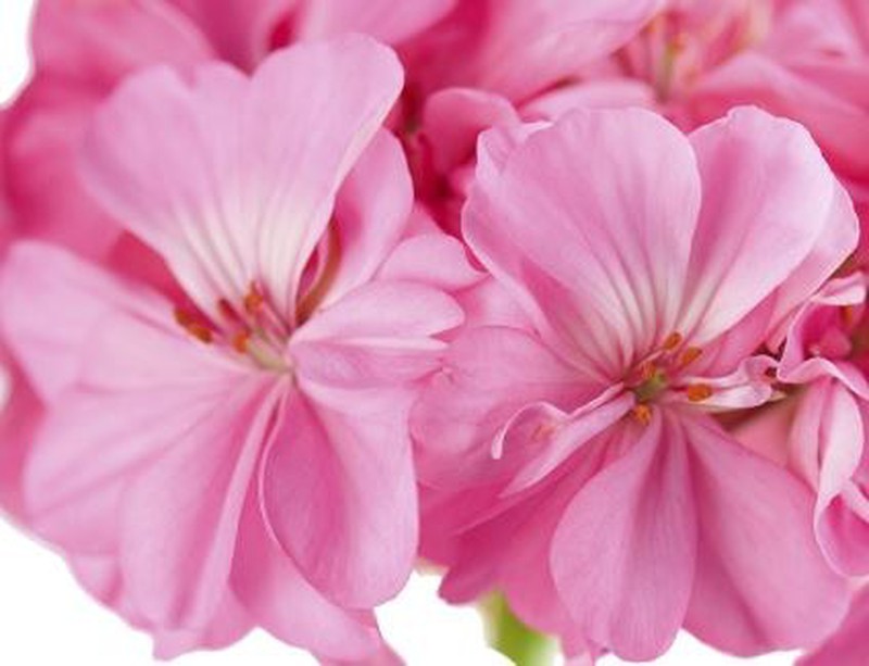 Flor comestível gerânio — jardineriadelvalles.com