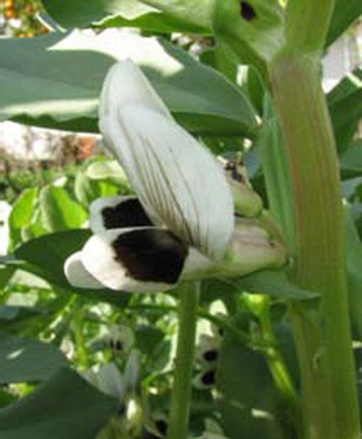 Essbare Bohnenblume
