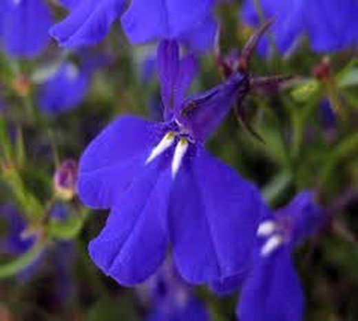 Fleur comestible bleue lobélie