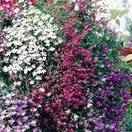 Flor comestible de lobelia blanca