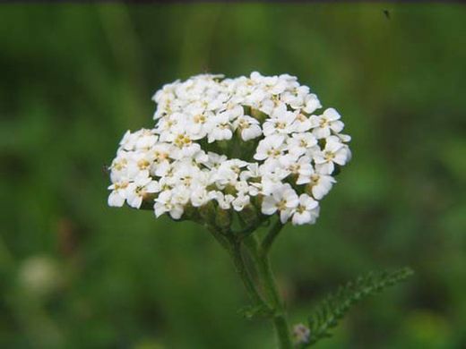 Flor comestible de Milenrama