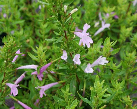 Fiore di origano commestibile