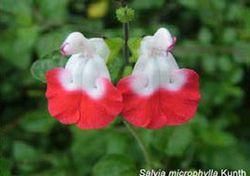 Fleur comestible bleue salvia