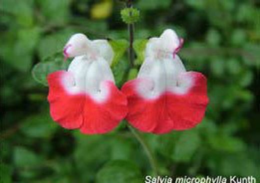 Fleur comestible bleue salvia
