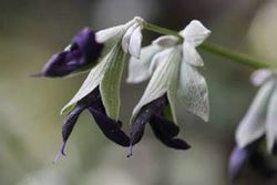 Fleur comestible bleue salvia