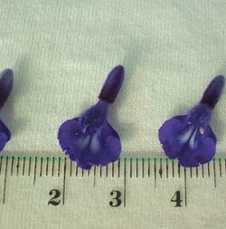 Fleur comestible bleue salvia