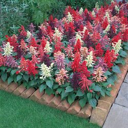 Fleur comestible bleue salvia