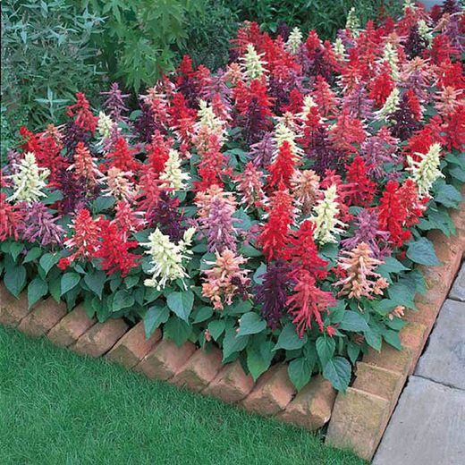 Fleur comestible bleue salvia