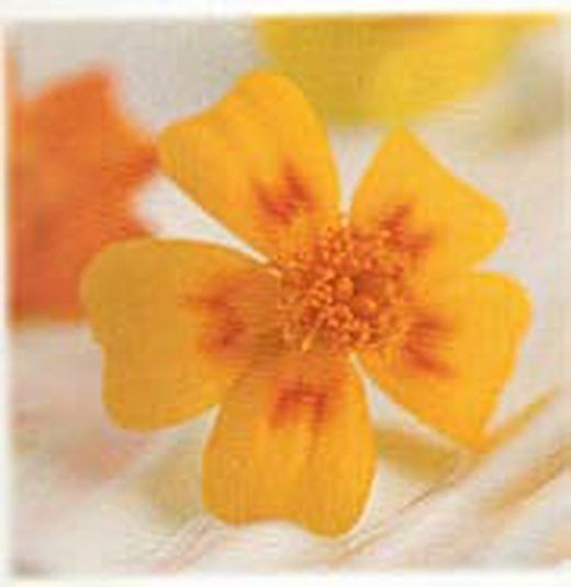 Flor comestible de Tagete naranja