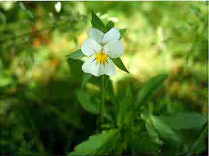 Flor comestible de Violeta blanca — jardineriadelvalles