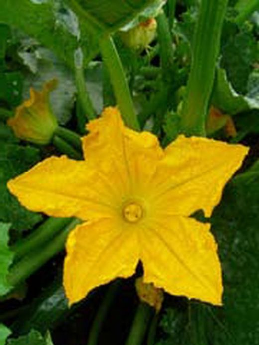 Flor comestible, flor de calabacín