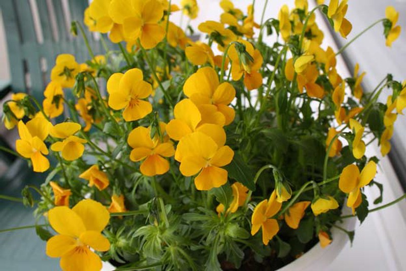 Fleur comestible mini-Pansy jaunes — lajardineriecreative