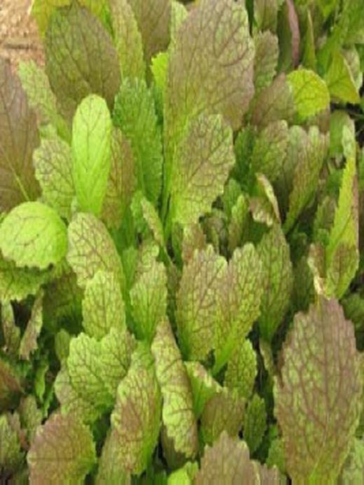 Flor comestible Mostaza bio
