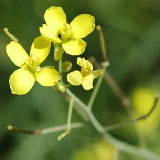 Flor comestible rúcula silvestre