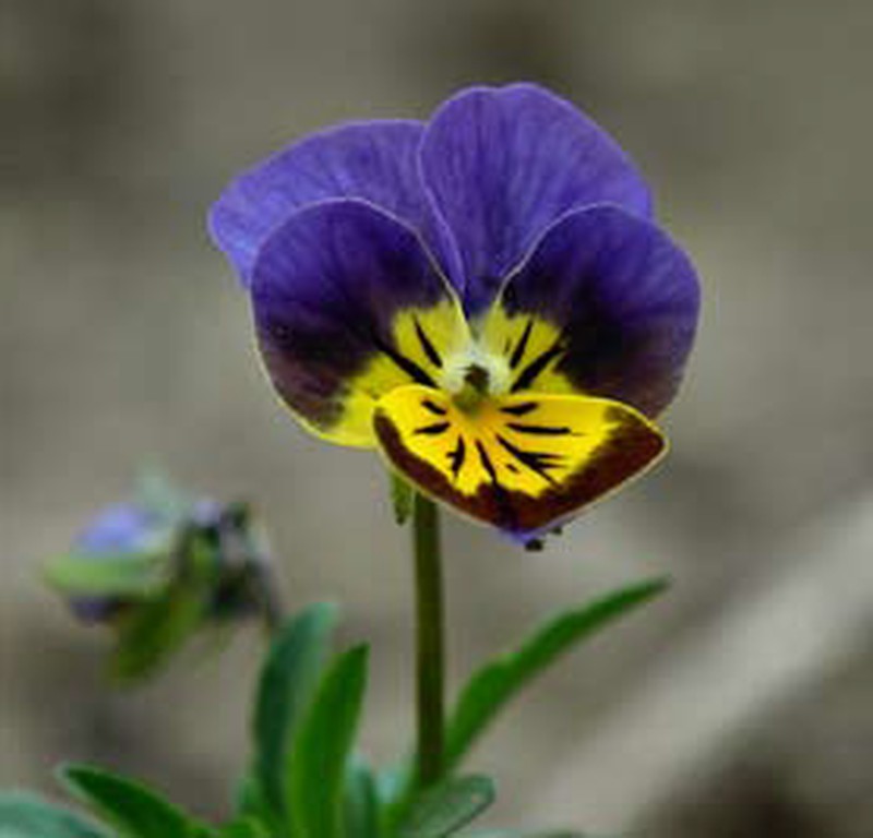 Flor comestible violeta tricolor — jardineriadelvalles