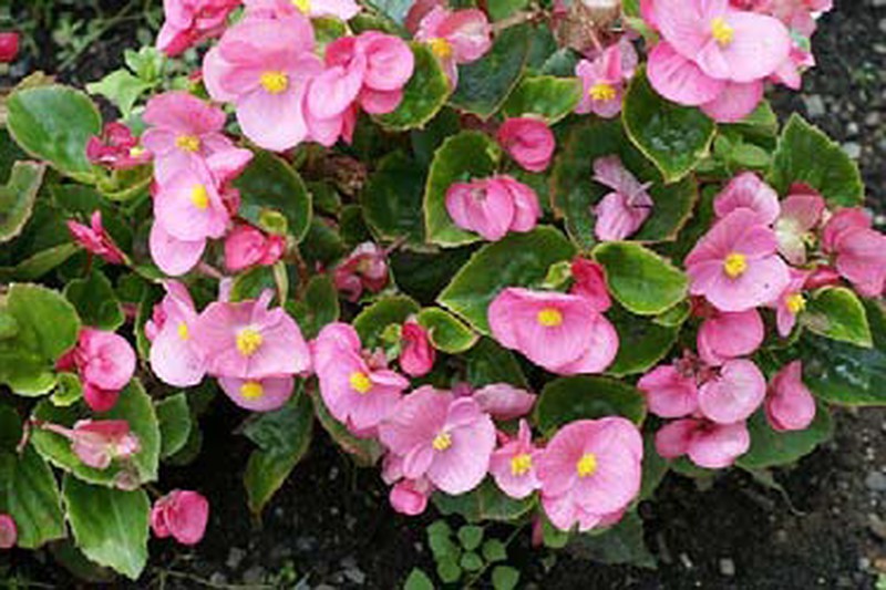 Flor de Begonia rosa — jardineriadelvalles