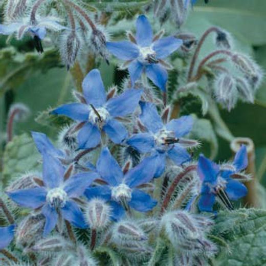 Flor de Borraja 20 flores