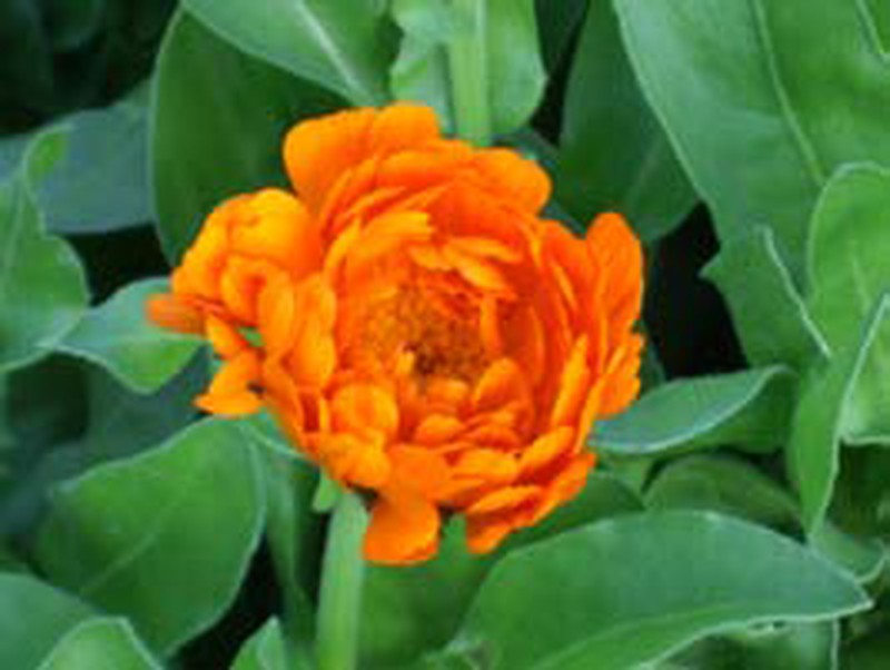 Fleur comestible calendula — lajardineriecreative