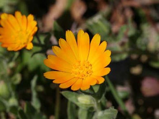 Flor de calÃ©ndula silvestre comestible