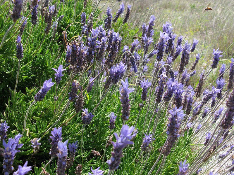 Edible lavender flower — jardineriadelvalles