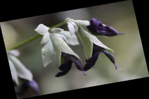 Flor de salvia negra