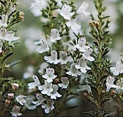 Thyme edible flowers