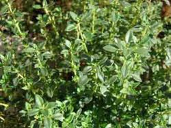 Thyme edible flowers
