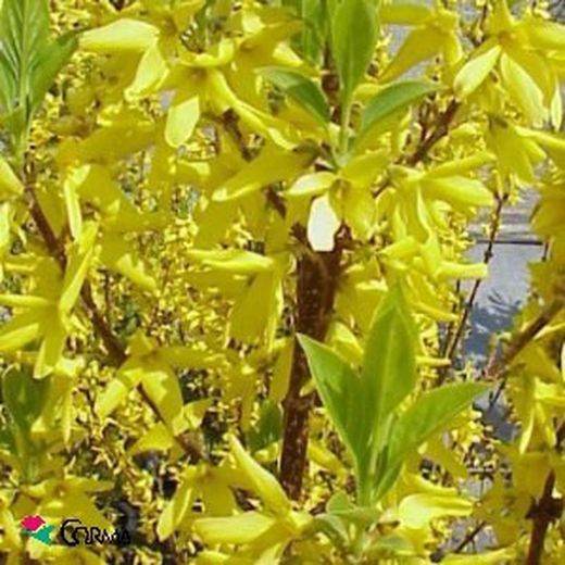 Forsythia x intermedia Maceta 10L