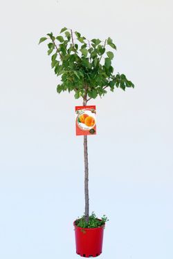Apricot fruit bulida pot 25