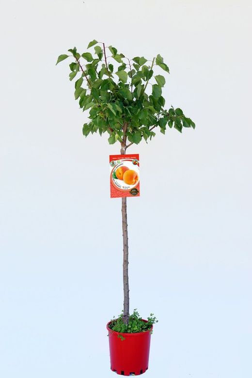 Apricot fruit red galta pot 25