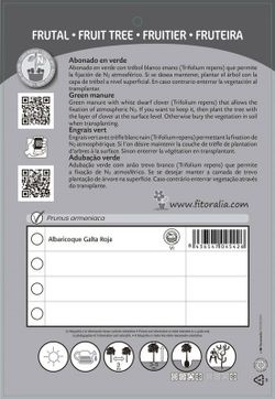 Apricot fruit red galta pot 25