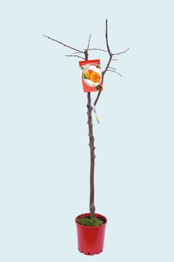 Apricot fruit red galta pot 25