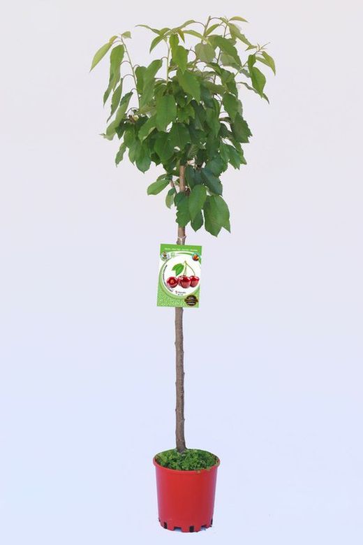Frutal cerezo bing - Prunus avium - M 25