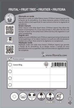 Frutal cerezo bing - Prunus avium - M 25