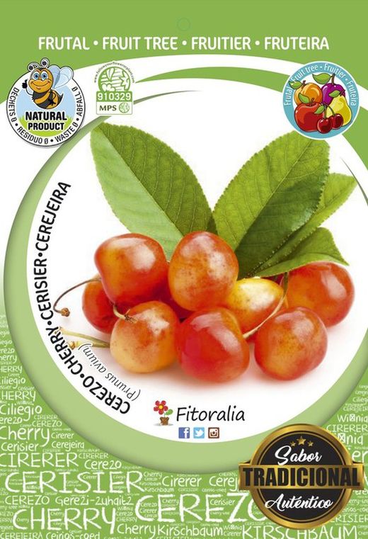 Frutal cerezo napoleón - Prunus avium - M 25
