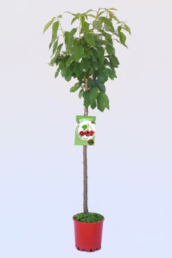 Frutal cerezo picota - Prunus avium - M 25