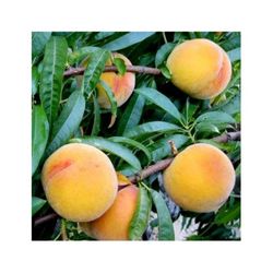 Frutal melocotonero baby gold 6 - Prunus persica