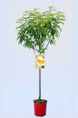 Frutal melocotonero baby gold 6 - Prunus persica