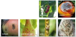 Fruit trees, treatment pack