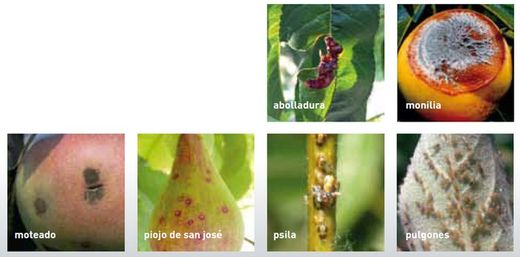 Fruit trees, treatment pack