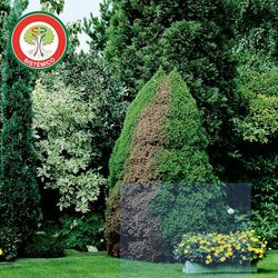 Fongicide systémique contre le Phytophora des haies 500g