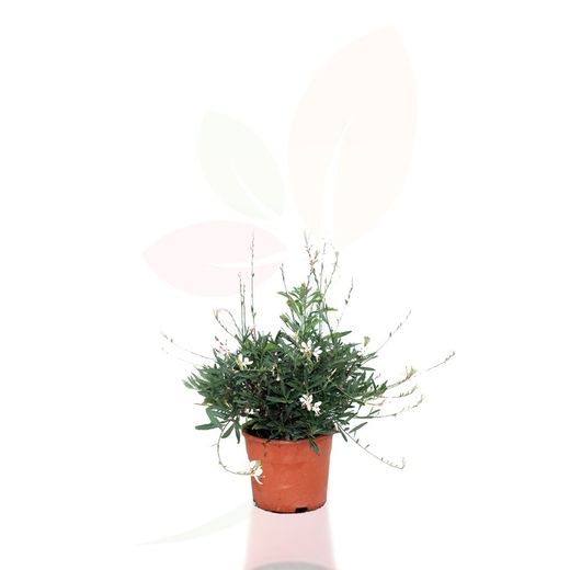 Gaura african compact white