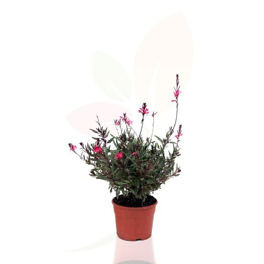 Gaura Belleza Dark Pink  40H