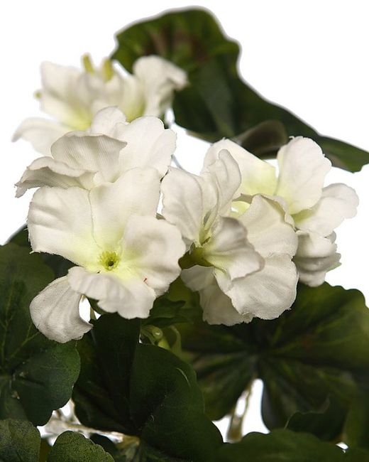 Suspensão artificial de gerânio branco