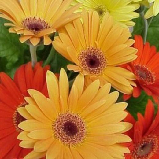 Gerbera