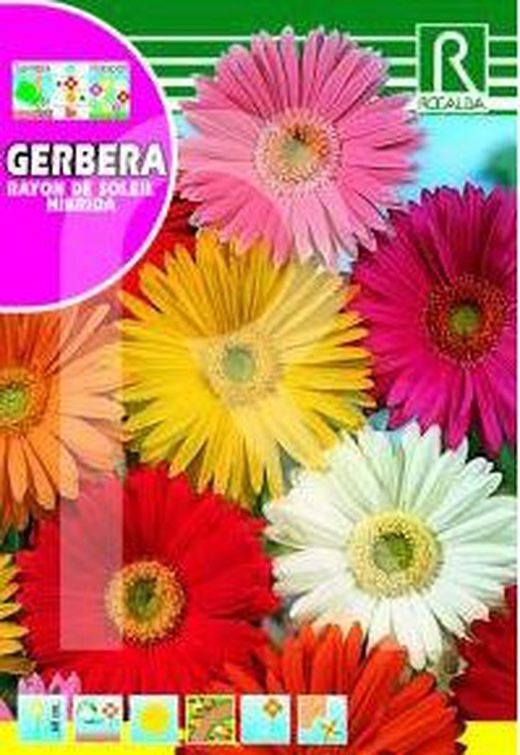GERBERA RAYON DE SOLEIL HIBRIDA
