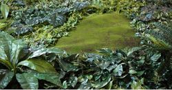 Large artificial moss-fern garden m2